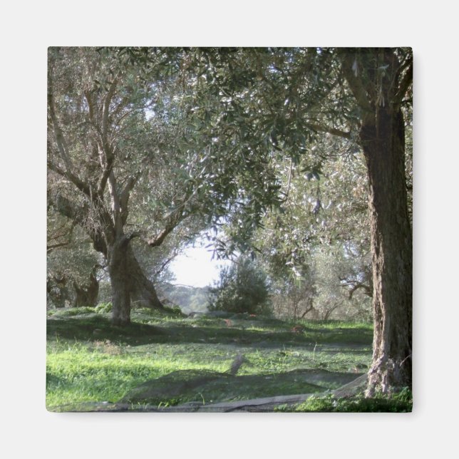 Olive Grove Magnet (Framsidan)