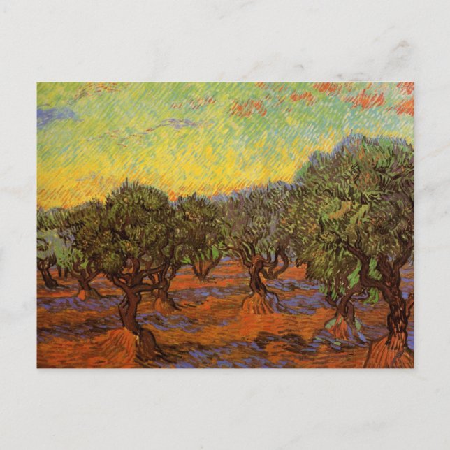 Olive Grove, Orange Himlar av Vincent van Gogh Vykort (Framsida)
