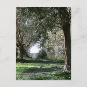 Olive Grove vykort