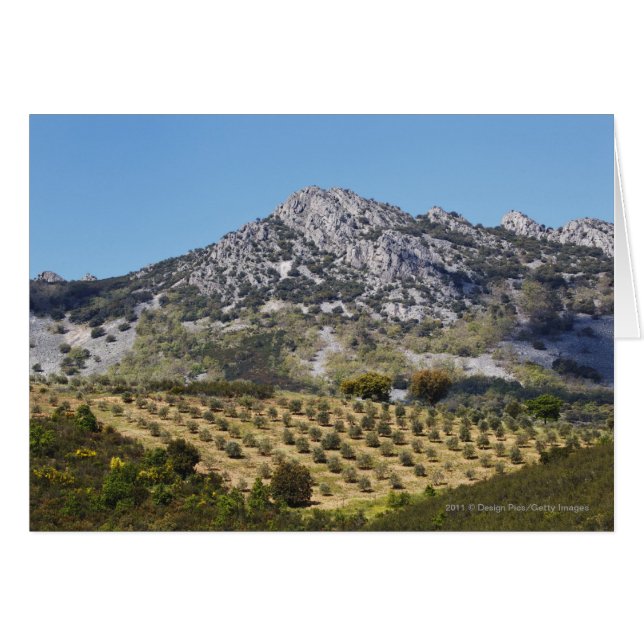 Olive Groves Hälsningskort (Framsidan Horizontal)