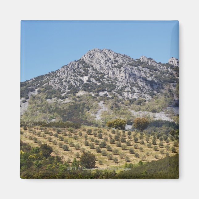 Olive Groves Magnet (Framsidan)