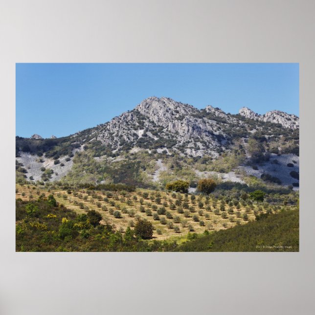 Olive Groves Poster (Framsidan)