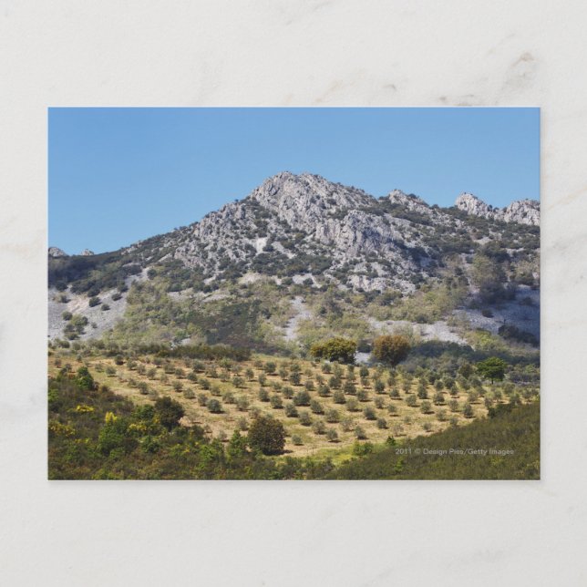 Olive Groves Vykort (Framsida)