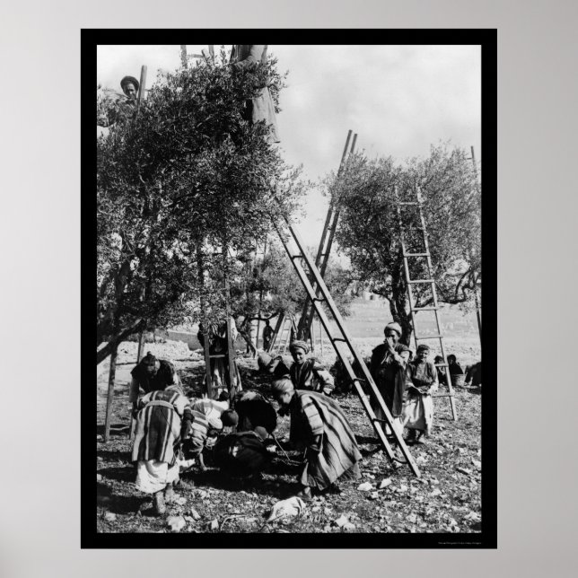 Olive Harvest Palestine 1886 Poster (Framsidan)