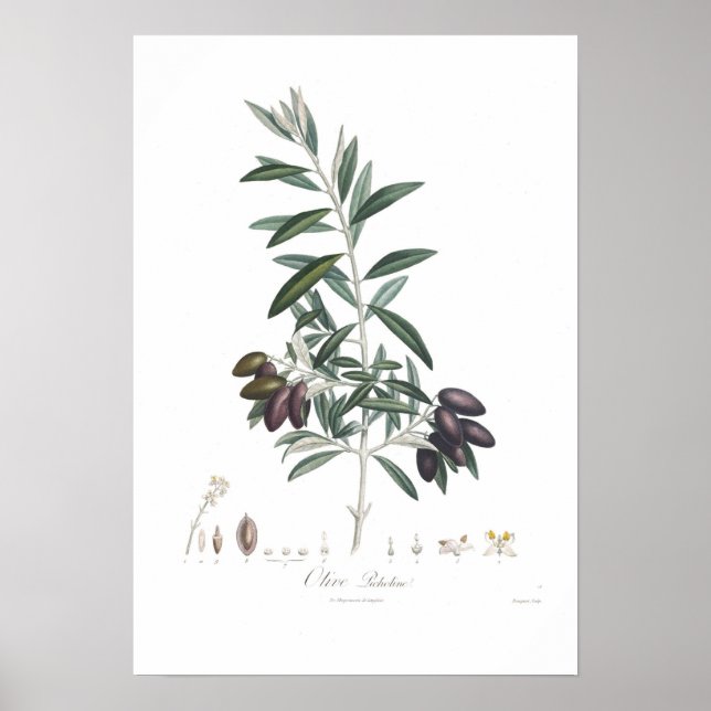 Olive,Olea europaea Poster (Framsidan)