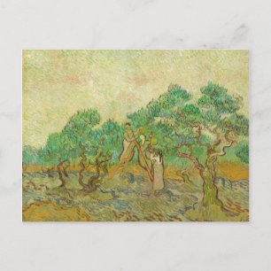 Olive Orchard av van Gogh Postcard Vykort