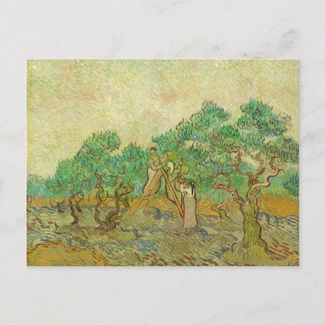 Olive Orchard av van Gogh Postcard Vykort (Framsida)