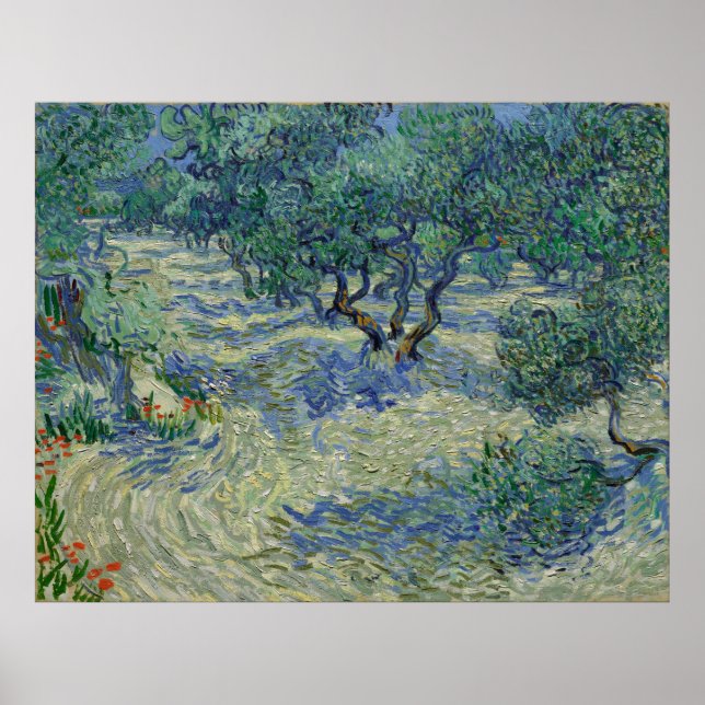Olive Orchard av Vincent Van Gogh Poster (Framsidan)