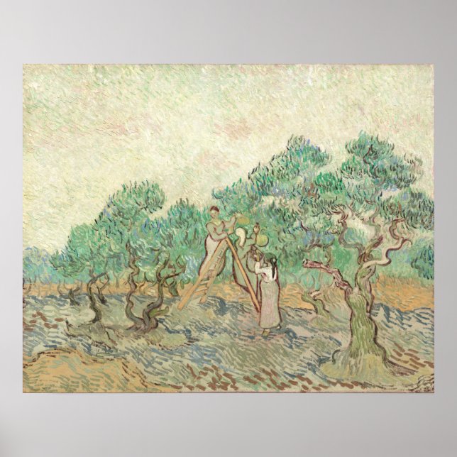 Olive Orchard - Vincent van Gogh Fine Art Poster (Framsidan)