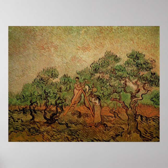 Olive Picking av Vincent van Gogh Poster (Framsidan)