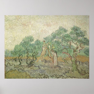 Olive Picking av Vincent van Gogh, Vintage Art Poster