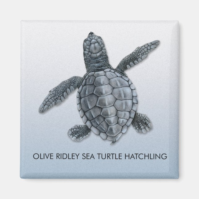 Olive Ridley Sea Turtle Hatchling Magnet (Framsidan)