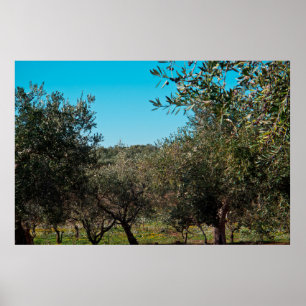 Olive träd i det puliska landskapet på hösten. poster