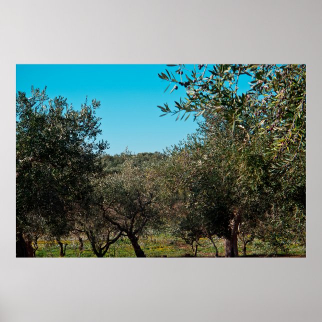 Olive träd i det puliska landskapet på hösten. poster (Framsidan)