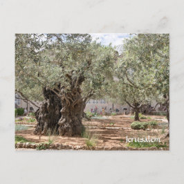 Olive träd i Gethsemane, Jerusalem, Israel Vykort