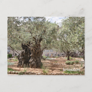 Olive träd i Gethsemane, Jerusalem, Israel Vykort
