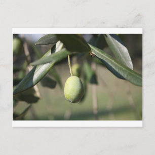 Olive träd i Italien Vykort