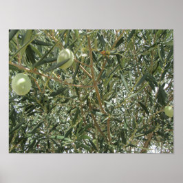 Olive Träd Löv Poster