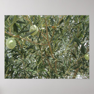 Olive Träd Löv Poster