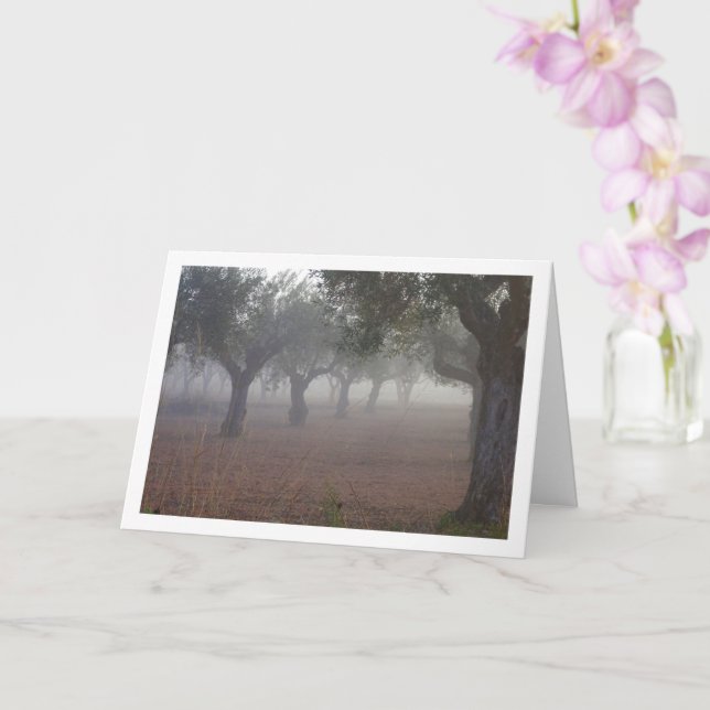 Olive Träd Orchard på en Foggy-morgon Kort (Orkide)