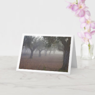 Olive Träd Orchard på en Foggy-morgon Kort