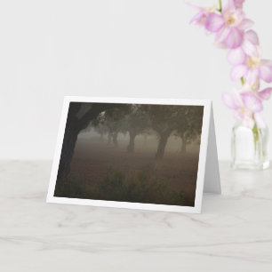 Olive Träd Orchard på en Foggy-morgon Kort