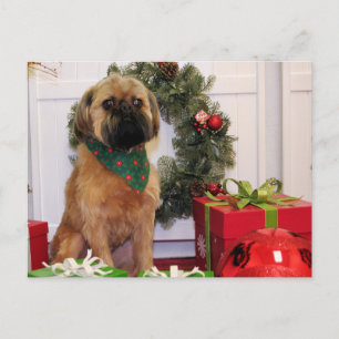 Oliver - Bryssel Griffon - Andrews Vykort