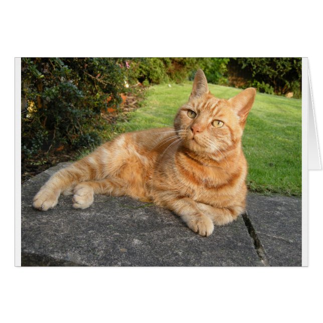 Oliver Cat Hälsningskort (Framsidan Horizontal)