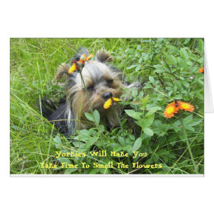 Oliver i blommorna 7-3-2007, Yorkies Will M... OBS Kort
