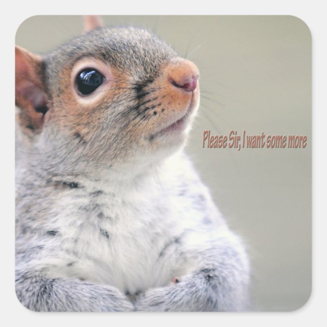 Oliver Twist Squirrel Fyrkantigt Klistermärke (Framsida)