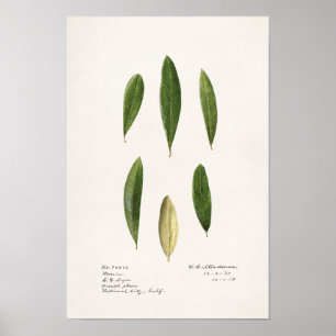 Olivfärgsfärgning av löv (Olea Europaea) Poster