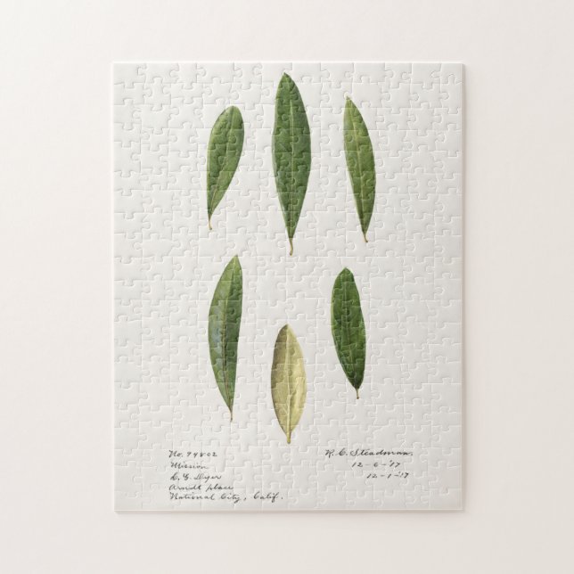 Olivfärgsfärgning av löv (Olea Europaea) Pussel (Vertikal)