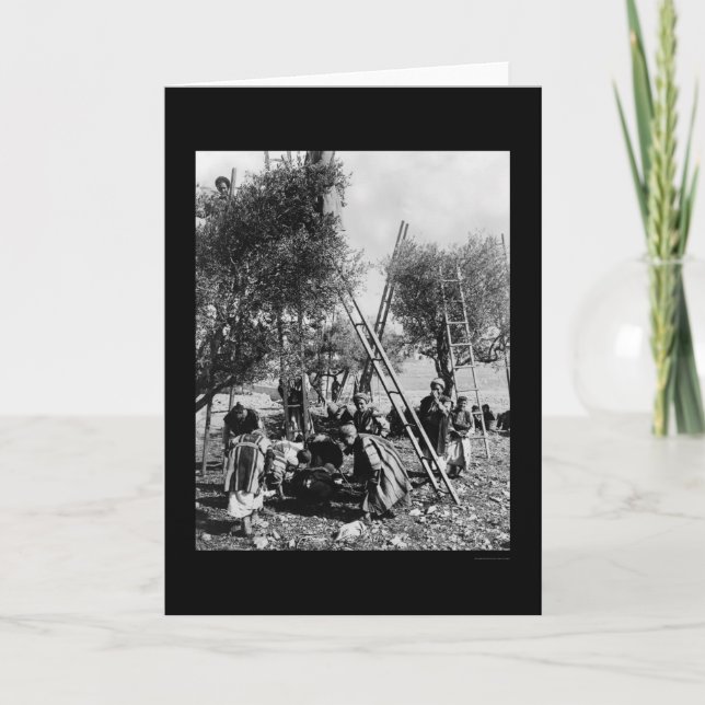 Olivgrön skörd Palestina 1886 Kort (Framsida)