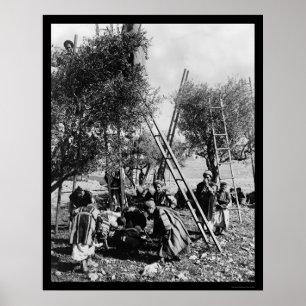 Olivgrön skörd Palestina 1886 Poster