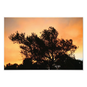 Olivgrön trädSilhouette på solnedgången Fototryck