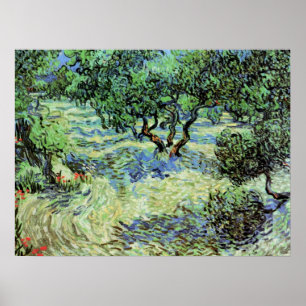 Olivilund av Vincent van Gogh Poster