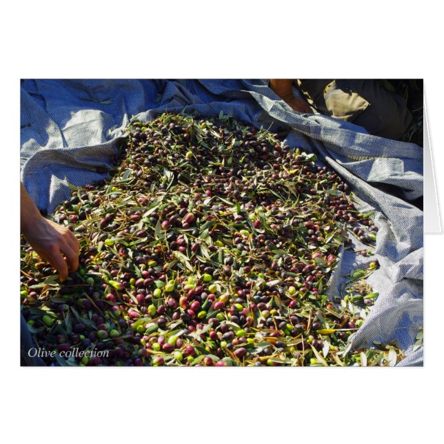 Olivsamling OBS Kort (Framsidan Horizontal)