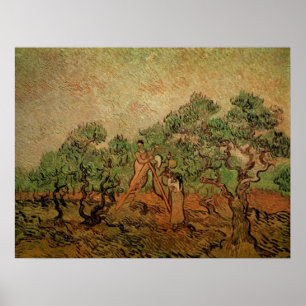Olivskörd av Vincent van Gogh Poster