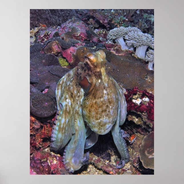 Oljande Octopus Porträtt Poster (Framsidan)