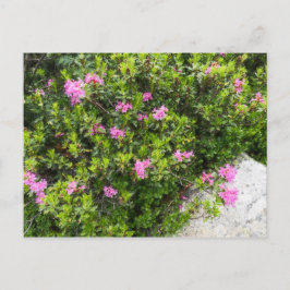 Oljemålning canvas of alpine ro rhododendron vykort