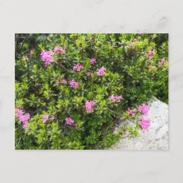 Oljemålning duk av alpin ros rhododendron vykort (Framsida)