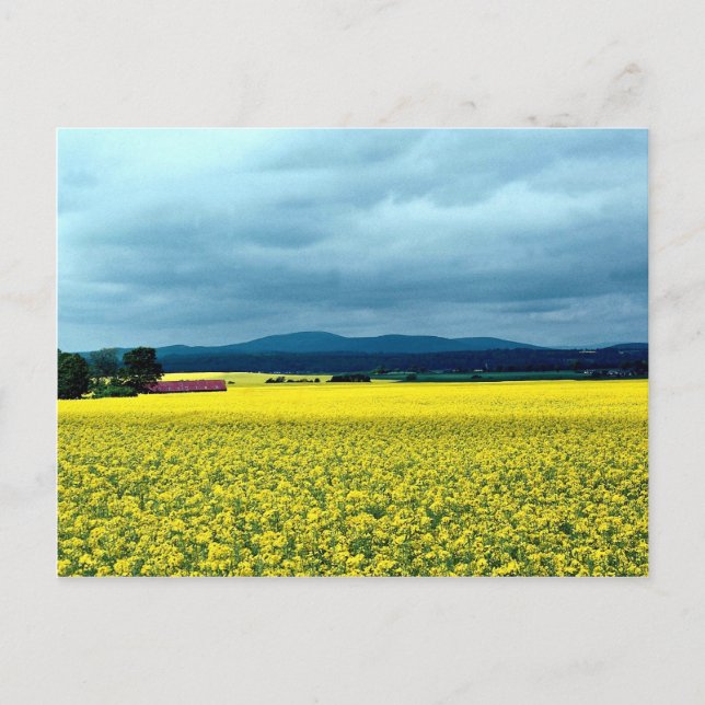 Oljeväxtraps, Angus, Skottland vid Cornish Rivi Vykort (Framsida)