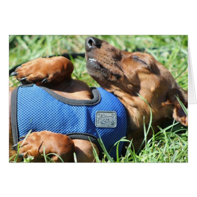 Olli Daschund Card Hälsningskort (Framsidan Horizontal)