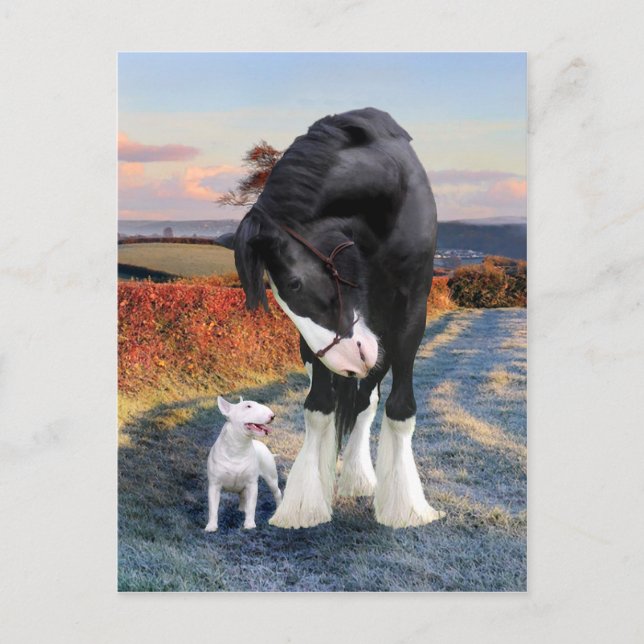 "Ollie & Blackbird" vykort (Framsida)