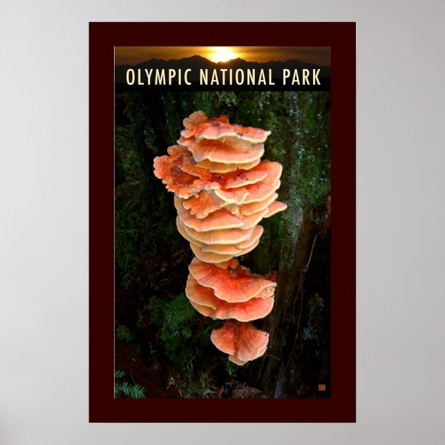 OLMPIC NATL PARK-Chicken of the Skogen- Poster (Framsidan)
