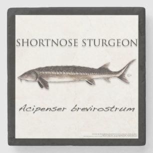 ÖLUNDERSÄTTARE - STÖR KORTNÄSA - acigifts@yahoo.co Stenunderlägg