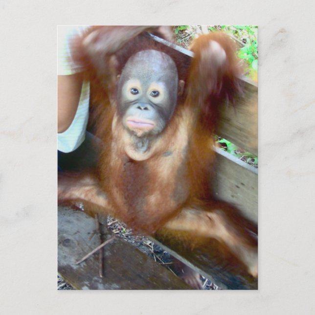 Olyckan med djuret Baby Potty Vykort (Framsida)