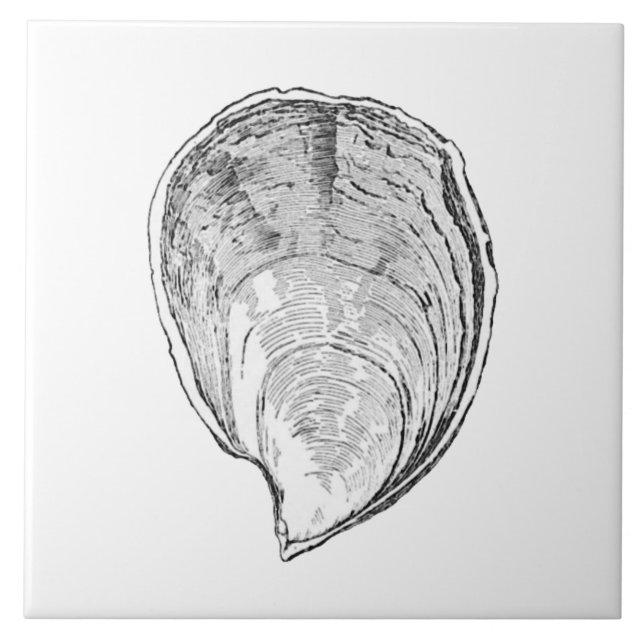 Olympia ostronillustration kakelplatta (Framsidan)