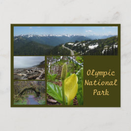 Olympic N.P. (orkanen Ridge, Kalaloch, Hoh) Vykort