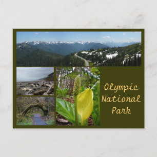 Olympic N.P. (orkanen Ridge, Kalaloch, Hoh) Vykort